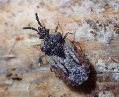 Aradus depressus